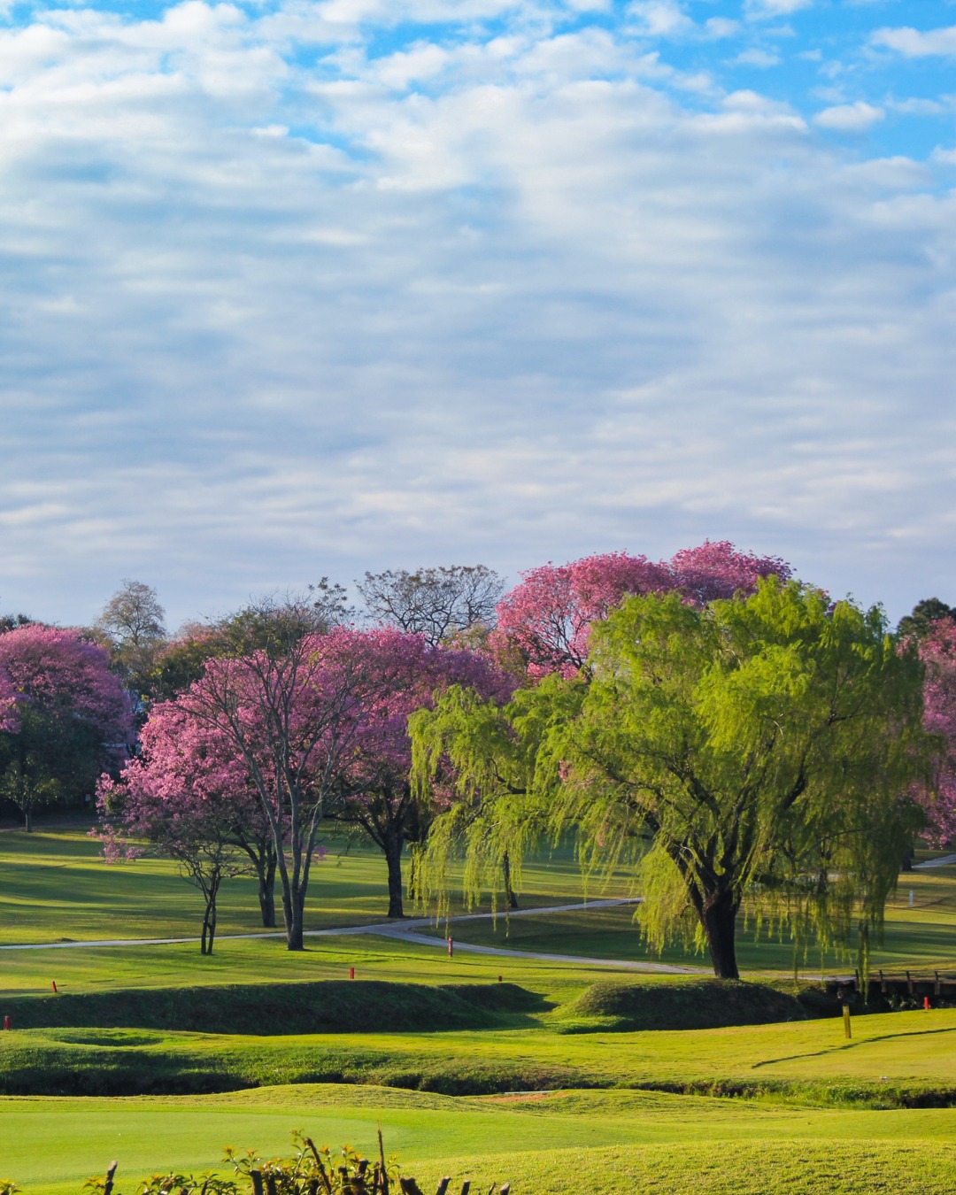 Campo de golf con lapachos rosa